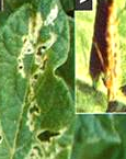 http://www.agritech.tnau.ac.in/crop_protection/crop_prot_crop_insect_veg_potato_clip_image007.jpg