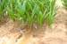 11. Nursery irrigation4