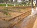 5. nursery irrigation