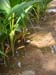 6. irrigated nursery planting