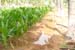 8. Nursery irrigation1