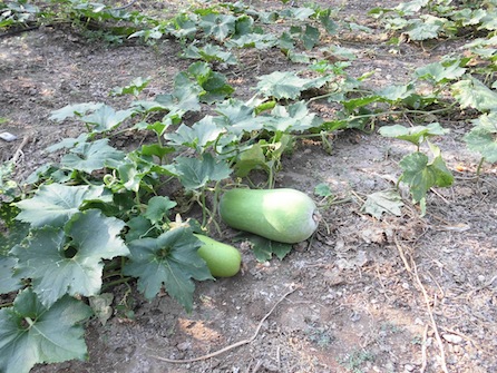 bottle gourd