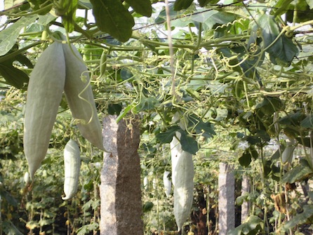 snake gourd