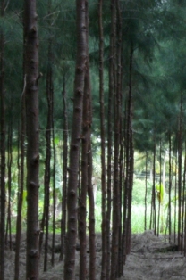 Industrial Agroforestry