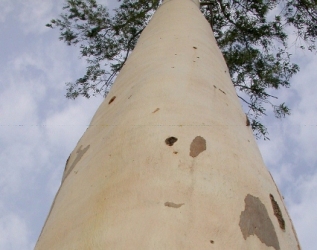 Pulpwood