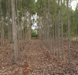 Pulpwood