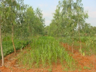 Pulpwood