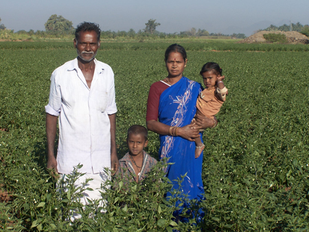 Chilli family