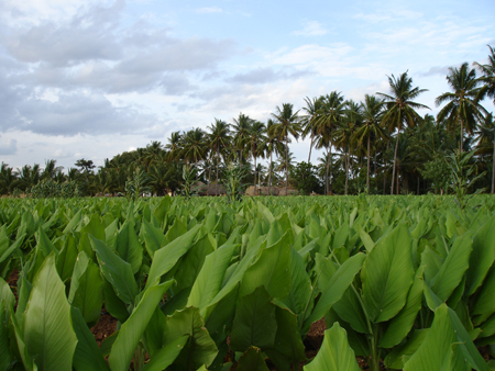 Turmeric Field