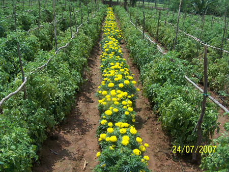 marigold as trap crop