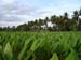 Turmeric Field