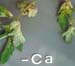 Ca def