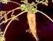 Carrot-B