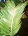 Cu - Areca