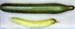 Cu - Cucumber