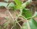 Sunflower-Cu