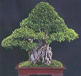 Bonsai