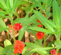 Impatiens balsamina