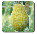 Jackfruit