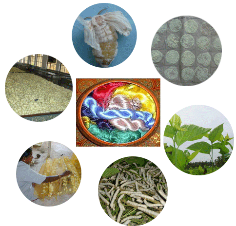 sericulture