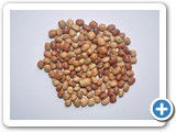 Cowpea CO (CP) 7