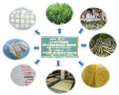 Sericulture Department